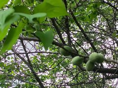 -黑龙江省森林植物园