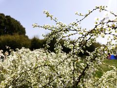 -上海共青森林公园