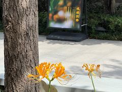 -西安大兴善寺