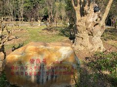 -深圳仙湖植物园
