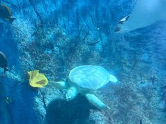 -悉尼海洋生物水族馆