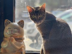 -豆逗聊愈猫阁Easy Life