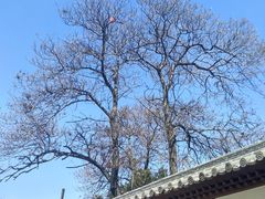 -西安青龙寺遗址景区