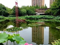 -陈家山荷花公园