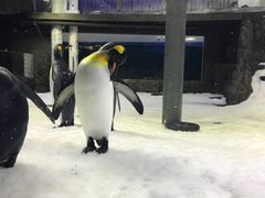 -悉尼海洋生物水族馆