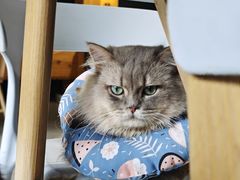 -豆逗聊愈猫阁Easy Life