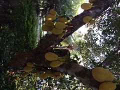 三亚凯莱仙人掌度假酒店-三亚亚龙湾凯莱仙人掌度假酒店