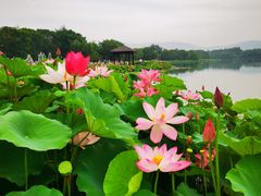-尚湖风景区
