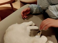 -猫腻·猫咖·撸猫馆(星光大道店)