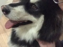 -美联众合动物医院·24h转诊中心