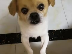 -柴源莊·柴小宠柴犬咖啡
