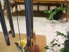 -柴务处·柴犬主题狗咖