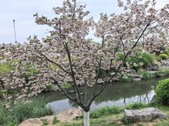 -羊山湖公园