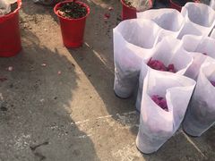 -中环花鸟鱼虫市场
