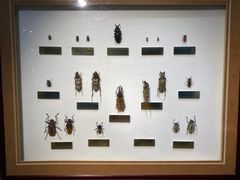 -上海昆虫博物馆