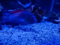 -太平洋海底世界