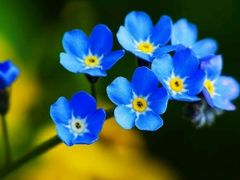 -西湖外事游船(花港观鱼码头)