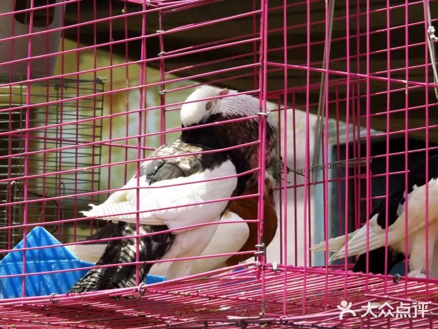 鸽子市场,啥子稀奇古怪的小动物都有~