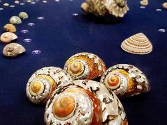 -青岛贝壳博物馆