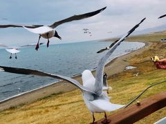 -青海湖国家重点风景名胜区