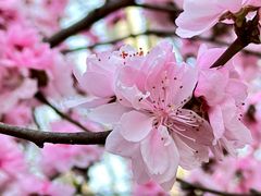 -武汉大学-樱园