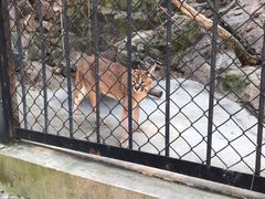 -大连森林动物园