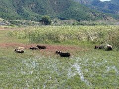 -泸沽湖国家级风景名胜区走婚桥