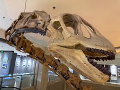 -甘肃地质博物馆