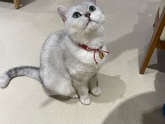 -藏猫猫咖啡主题馆(中央大道店)