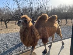 -北京野生动物园