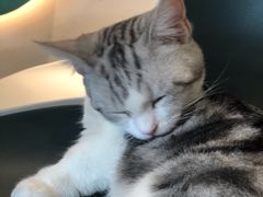 -飞行喵MR PILOT|猫舍·猫咖(静安大融城店)
