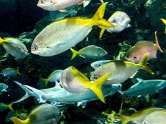 -上海海洋水族馆