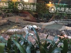 -白虎自助餐厅·真老虎·景观自助餐厅(广州长隆酒店)