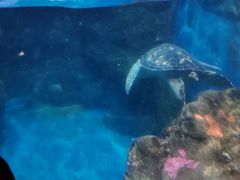 -烟台海昌鲸鲨海洋公园