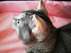 -喜多萌中农锦绣动物医院24H·猫科·牙科MRI·CT
