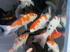 -上庄晋风庄园(上庄店)