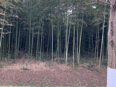 -黄海国家森林公园