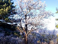 -北京西山国家森林公园