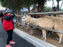 -灵玲国际马戏城