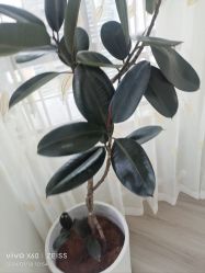-HEYAN荷妍专业脱毛连锁机构