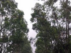 -竹一味·竹筒饭