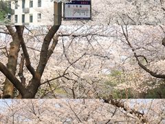 -武汉大学-樱园