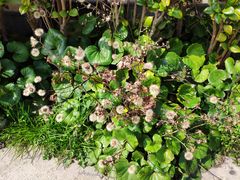 -上海滴水湖皇冠假日酒店