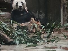 -成都动物园
