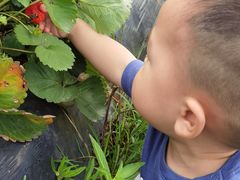 -新塘水果乐园(东洲大道店)