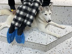 -Husky Go!哈士奇体验馆·宠物咖啡厅狗咖