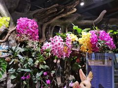 -正佳雨林生态植物园