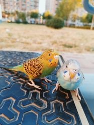 -Oasis Beauty水磨坊科技美肤中心