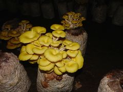 -仙蘑洞