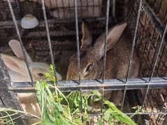 -小鱼草莓采摘园农家乐·小鱼餐厅